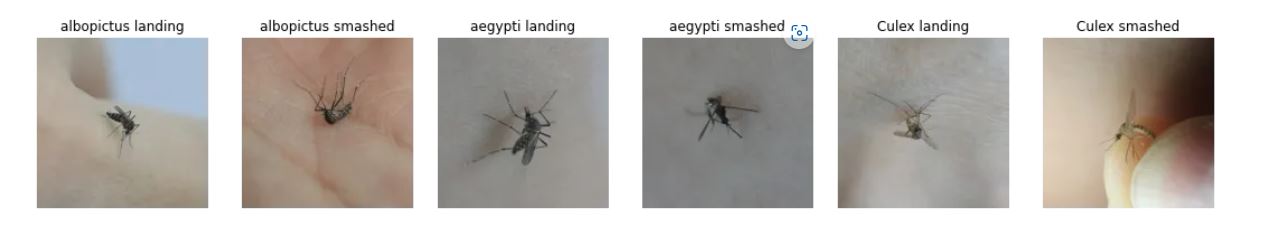 6 classes of mosquito types